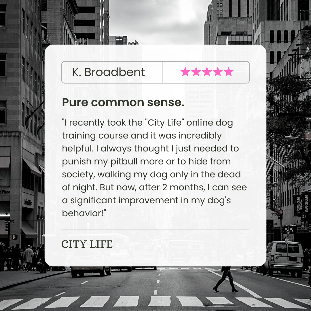 City Life - IG Review 6